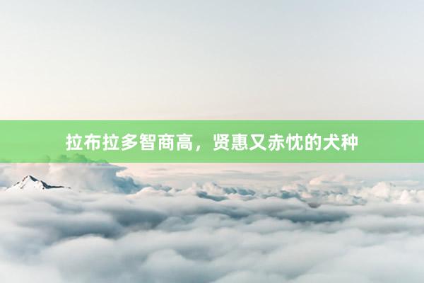拉布拉多智商高,贤惠又赤忱的犬种